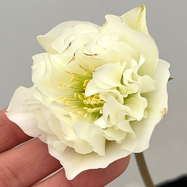 吉田園芸さんのクリスマスローズ：多弁交配26-11／4.5号ポット【現品販売】