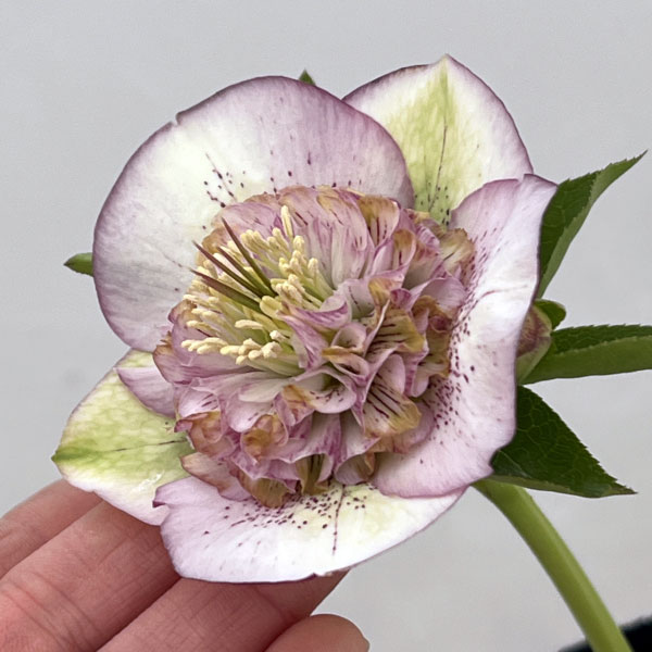 吉田園芸さんのクリスマスローズ：多弁交配セミダブル26-01／4.5号ポット【現品販売】