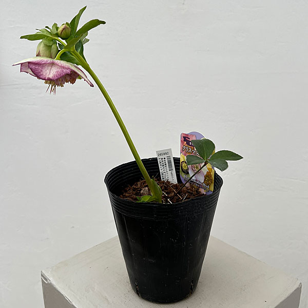 吉田園芸さんのクリスマスローズ：多弁交配セミダブル26-01／4.5号ポット【現品販売】