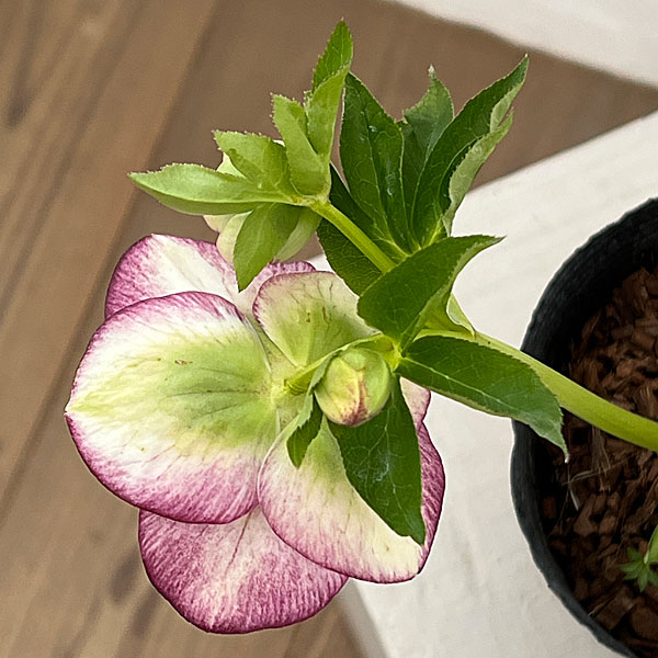 吉田園芸さんのクリスマスローズ：多弁交配セミダブル26-01／4.5号ポット【現品販売】