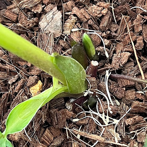 吉田園芸さんのクリスマスローズ：多弁交配セミダブル26-01／4.5号ポット【現品販売】