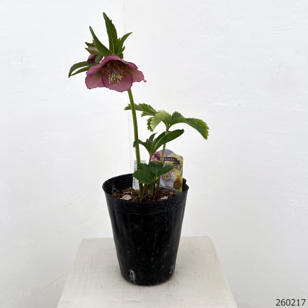 吉田園芸さんのクリスマスローズ：多弁交配セミダブル26-02／4.5号ポット【現品販売】