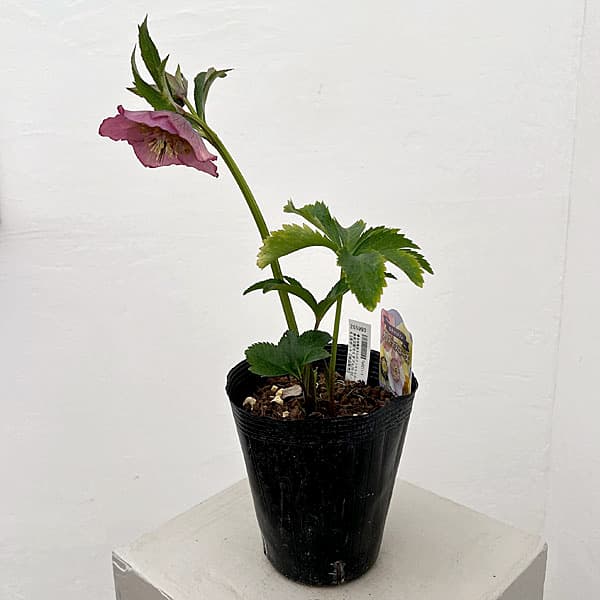 吉田園芸さんのクリスマスローズ：多弁交配セミダブル26-02／4.5号ポット【現品販売】