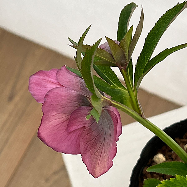 吉田園芸さんのクリスマスローズ：多弁交配セミダブル26-02／4.5号ポット【現品販売】