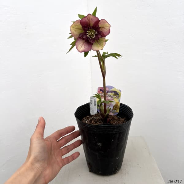 吉田園芸さんのクリスマスローズ：多弁交配セミダブル26-03／4.5号ポット【現品販売】