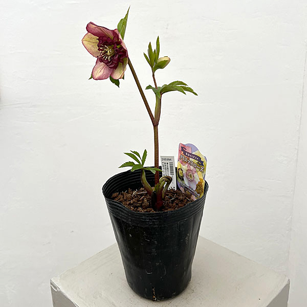 吉田園芸さんのクリスマスローズ：多弁交配セミダブル26-03／4.5号ポット【現品販売】