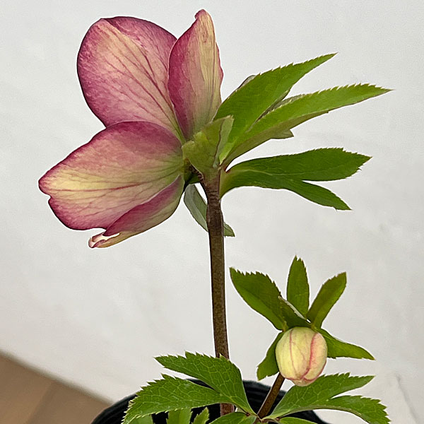 吉田園芸さんのクリスマスローズ：多弁交配セミダブル26-03／4.5号ポット【現品販売】