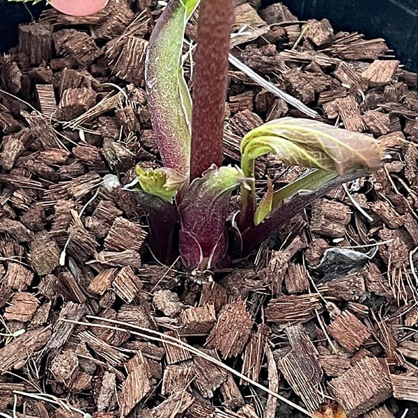 吉田園芸さんのクリスマスローズ：多弁交配セミダブル26-03／4.5号ポット【現品販売】