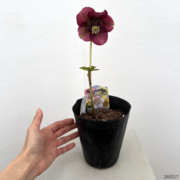 吉田園芸さんのクリスマスローズ：多弁交配セミダブル26-04／4.5号ポット【現品販売】