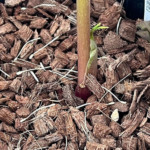 吉田園芸さんのクリスマスローズ：多弁交配セミダブル26-04／4.5号ポット【現品販売】