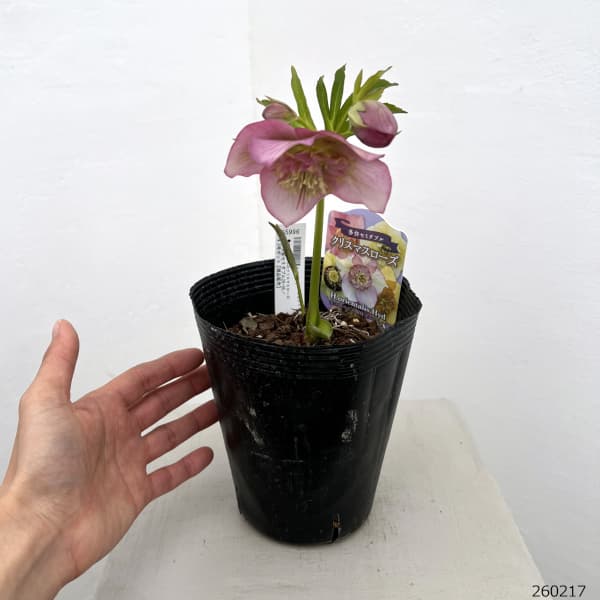 吉田園芸さんのクリスマスローズ：多弁交配セミダブル26-05／4.5号ポット【現品販売】