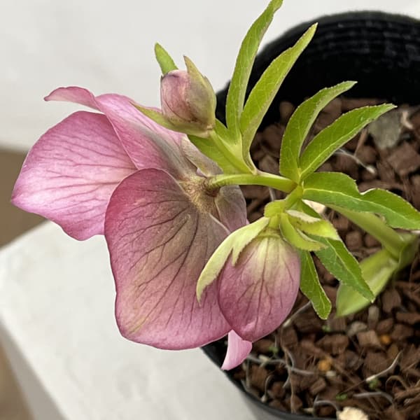 吉田園芸さんのクリスマスローズ：多弁交配セミダブル26-05／4.5号ポット【現品販売】