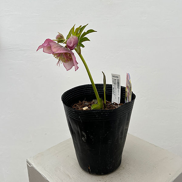 吉田園芸さんのクリスマスローズ：多弁交配セミダブル26-05／4.5号ポット【現品販売】