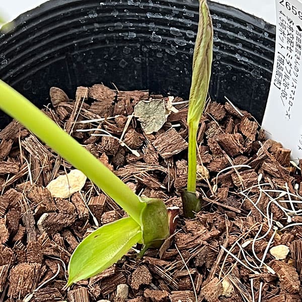 吉田園芸さんのクリスマスローズ：多弁交配セミダブル26-05／4.5号ポット【現品販売】