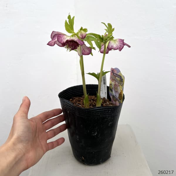 吉田園芸さんのクリスマスローズ：多弁交配セミダブル26-06／4.5号ポット【現品販売】