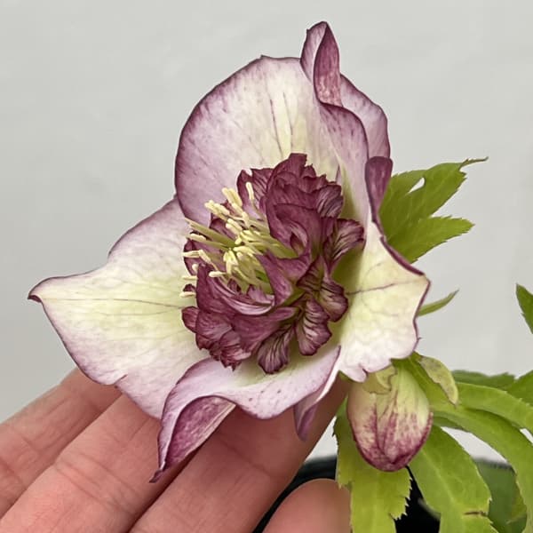 吉田園芸さんのクリスマスローズ：多弁交配セミダブル26-06／4.5号ポット【現品販売】