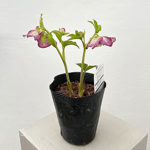 吉田園芸さんのクリスマスローズ：多弁交配セミダブル26-06／4.5号ポット【現品販売】