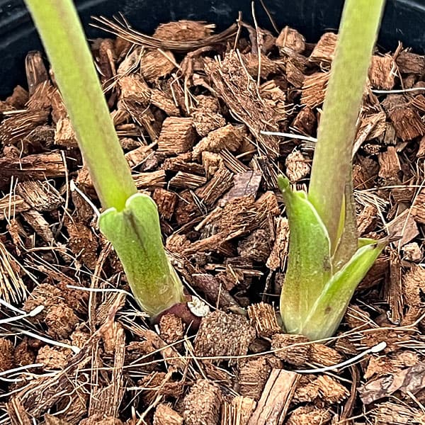 吉田園芸さんのクリスマスローズ：多弁交配セミダブル26-06／4.5号ポット【現品販売】