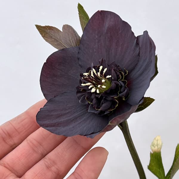 吉田園芸さんのクリスマスローズ：多弁交配セミダブル26-07／4.5号ポット【現品販売】