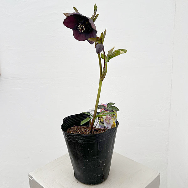 吉田園芸さんのクリスマスローズ：多弁交配セミダブル26-07／4.5号ポット【現品販売】