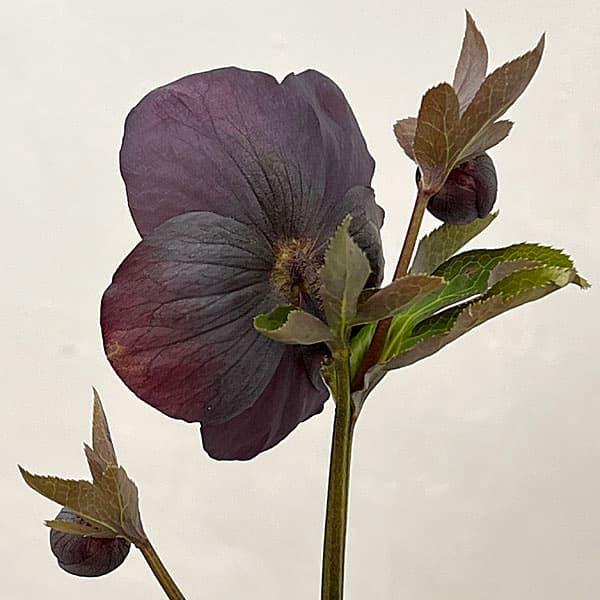 吉田園芸さんのクリスマスローズ：多弁交配セミダブル26-07／4.5号ポット【現品販売】