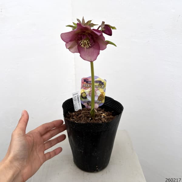 吉田園芸さんのクリスマスローズ：多弁交配セミダブル26-08／4.5号ポット【現品販売】