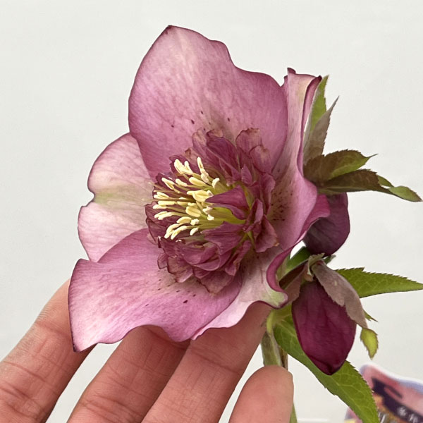 吉田園芸さんのクリスマスローズ：多弁交配セミダブル26-08／4.5号ポット【現品販売】