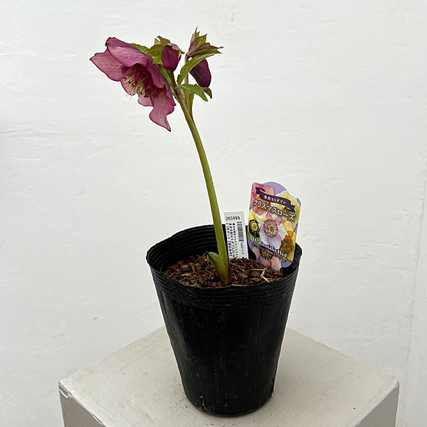 吉田園芸さんのクリスマスローズ：多弁交配セミダブル26-08／4.5号ポット【現品販売】