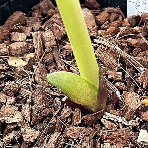 吉田園芸さんのクリスマスローズ：多弁交配セミダブル26-08／4.5号ポット【現品販売】