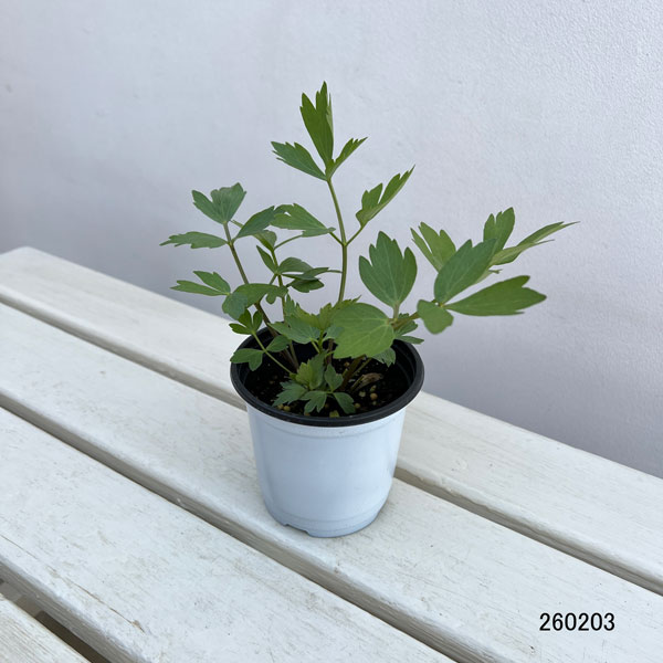 クッキングハーブ：ラベージ（ラビッジ）3.5号ポット