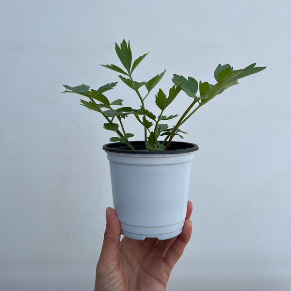 クッキングハーブ：ラベージ（ラビッジ）3.5号ポット