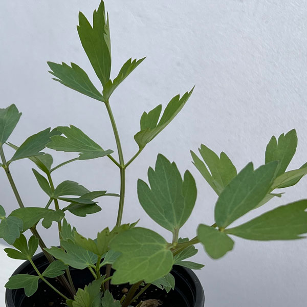 クッキングハーブ：ラベージ（ラビッジ）3.5号ポット