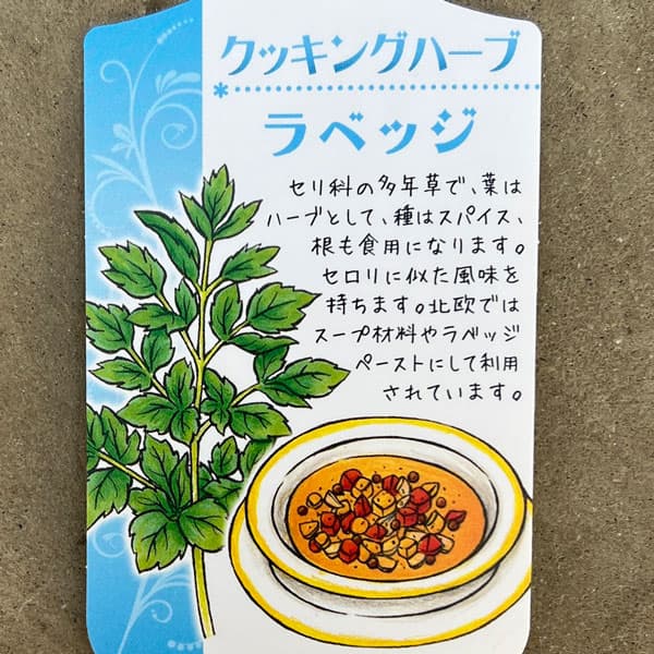 クッキングハーブ：ラベージ（ラビッジ）3.5号ポット