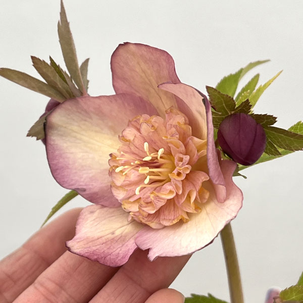 吉田園芸さんのクリスマスローズ：多弁交配セミダブル26-09／4.5号ポット【現品販売】