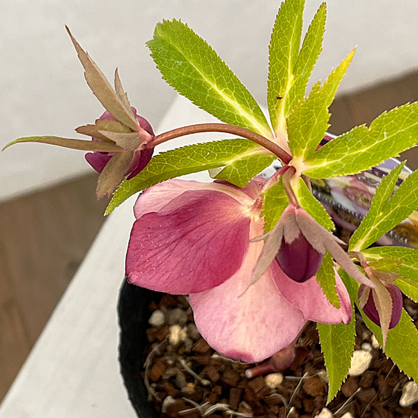 吉田園芸さんのクリスマスローズ：多弁交配セミダブル26-09／4.5号ポット【現品販売】