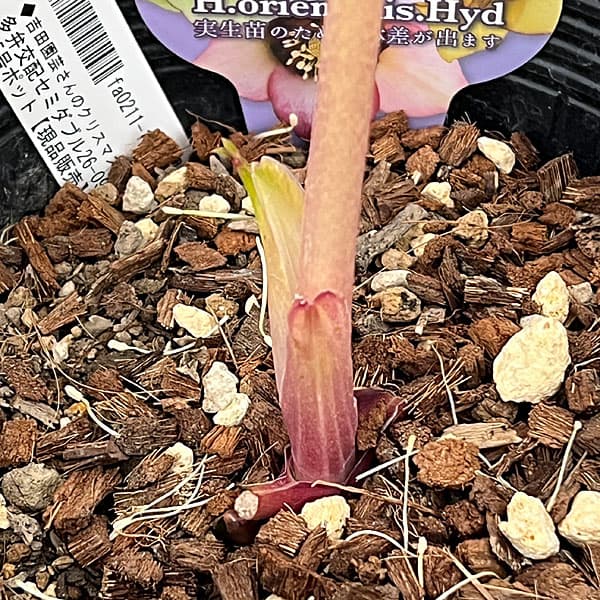 吉田園芸さんのクリスマスローズ：多弁交配セミダブル26-09／4.5号ポット【現品販売】