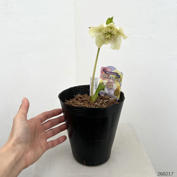 吉田園芸さんのクリスマスローズ：多弁交配セミダブル26-10／4.5号ポット【現品販売】