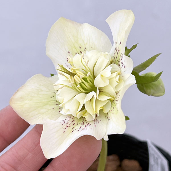 吉田園芸さんのクリスマスローズ：多弁交配セミダブル26-10／4.5号ポット【現品販売】