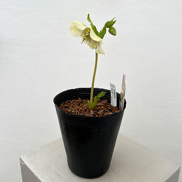 吉田園芸さんのクリスマスローズ：多弁交配セミダブル26-10／4.5号ポット【現品販売】