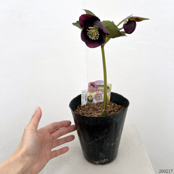 吉田園芸さんのクリスマスローズ：多弁交配セミダブル26-11／4.5号ポット【現品販売】