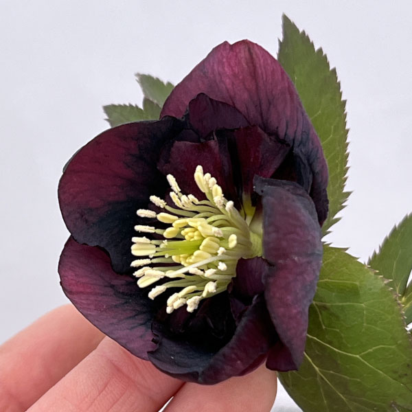 吉田園芸さんのクリスマスローズ：多弁交配セミダブル26-11／4.5号ポット【現品販売】