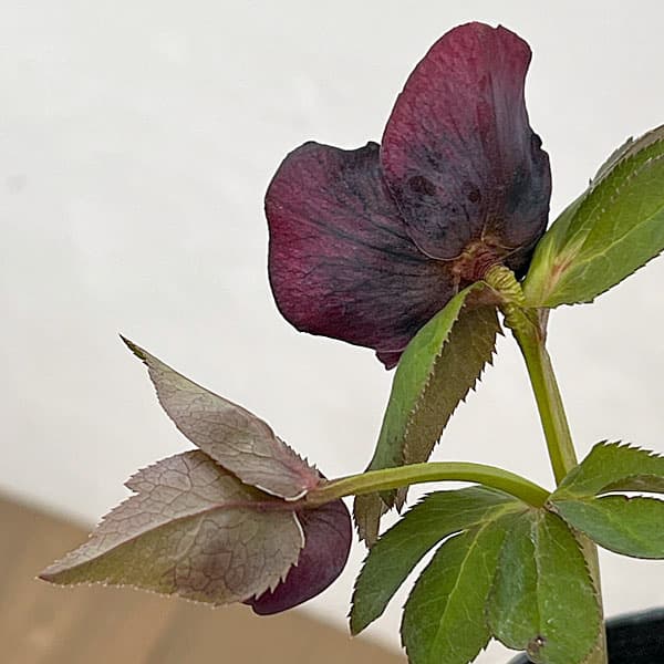 吉田園芸さんのクリスマスローズ：多弁交配セミダブル26-11／4.5号ポット【現品販売】