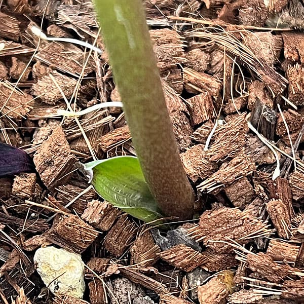 吉田園芸さんのクリスマスローズ：多弁交配セミダブル26-11／4.5号ポット【現品販売】