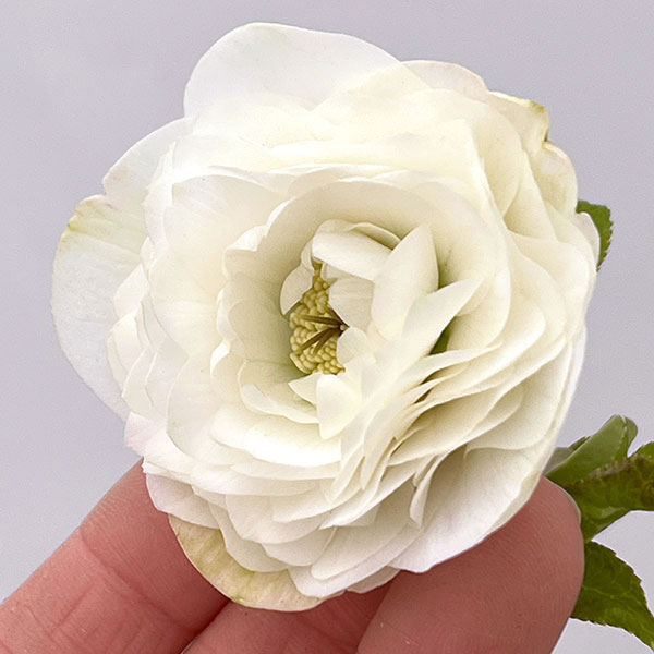 吉田園芸さんのクリスマスローズ：超多弁交配26-01／4.5号ポット【現品販売】