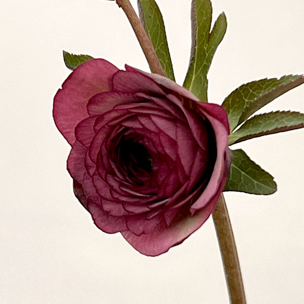 吉田園芸さんのクリスマスローズ：超多弁交配26-02／4.5号ポット【現品販売】