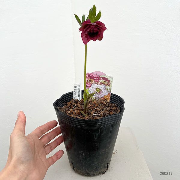 吉田園芸さんのクリスマスローズ：超多弁交配26-03／4.5号ポット【現品販売】