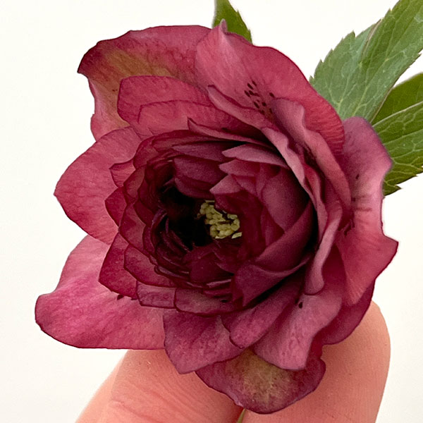 吉田園芸さんのクリスマスローズ：超多弁交配26-03／4.5号ポット【現品販売】