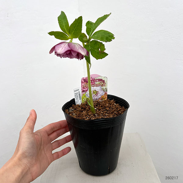 吉田園芸さんのクリスマスローズ：超多弁交配26-04／4.5号ポット【現品販売】