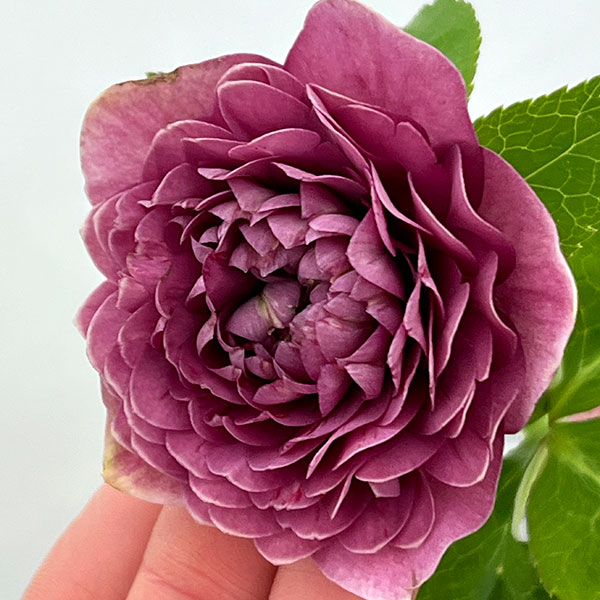 吉田園芸さんのクリスマスローズ：超多弁交配26-04／4.5号ポット【現品販売】