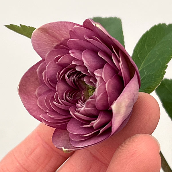 吉田園芸さんのクリスマスローズ：超多弁交配26-05／4.5号ポット【現品販売】